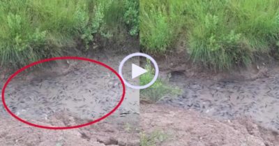 Video: Người dân bội thu khi gặp đàn cá mắc cạn sau nước rút