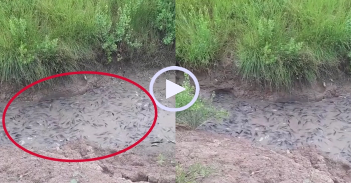 Video: Người dân bội thu khi gặp đàn cá mắc cạn sau nước rút