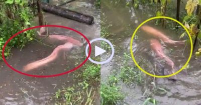 Video: Đôi cá trê vàng dạo chơi trên bờ sau mưa lớn