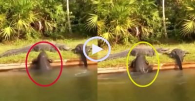 Video: Cá sấu béo ú khổ sở khi cố leo lên bờ