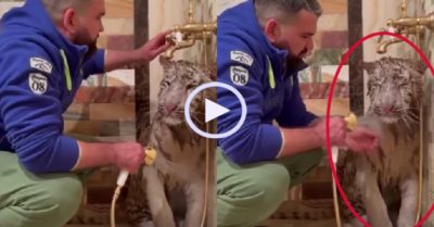 Video: Chú hổ e thẹn khi được chủ tắm