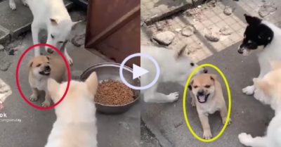 Video: Chú cún con nổi quạu vì bị đàn anh bắt nạt