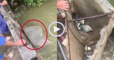 Video: Thanh niên tung vợt bắt cá dễ dàng