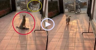 Video: Chú chó hết què chân khi thấy ‘mỹ cẩu’ đi qua