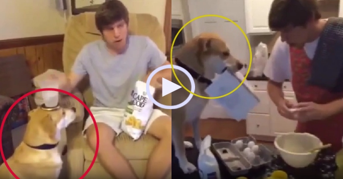 Video: Chó cưng phục vụ cậu chủ tận tình