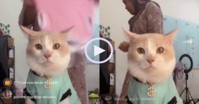 Video: Cô chủ đắt hàng nhờ mèo cưng livestream
