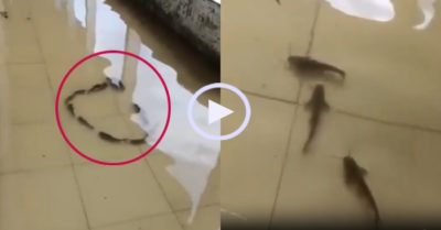 Video: Đàn cá vào nhà gia chủ ‘nhảy múa’ khi ngập nước