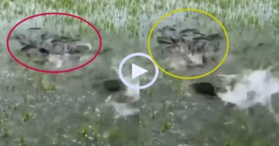 Video: Đàn cá tập trung ‘tắm nắng’ trên ruộng