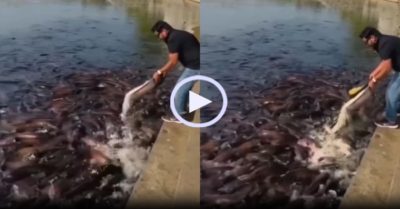 Video: Đàn cá trê khổng lồ chen chúc ăn khiến nhiều người khiếp sợ