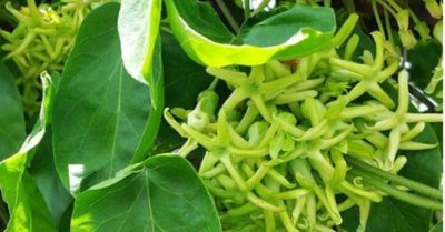 Hoa thiên lý vị thuốc quý từ thiên nhiên