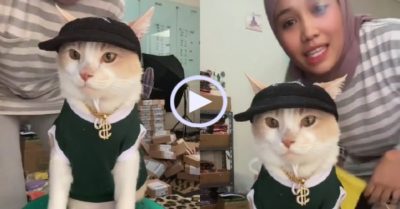 Video: Mèo cưng có tâm giúp chủ kiếm bộn tiền