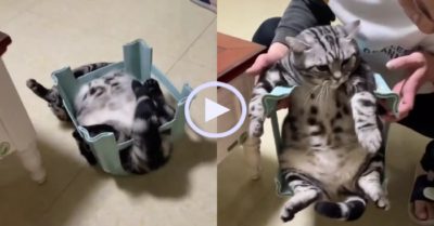 Video: Mèo cưng mắc kẹt vào ghế vì quá béo