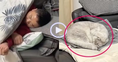 Video: Chú mèo cưng bịt kín tai vì ông chủ ngáy quá to