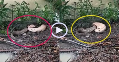 Video: Cặp cá trê lên bờ ‘tắm mưa’