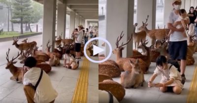 Video: Đàn hươu trú mưa trong hiên nhà ở Nhật