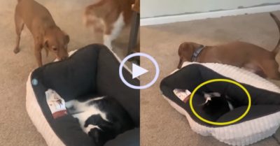 Video: Chú chó loay hoay tìm cách hất mèo ra khỏi giường