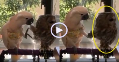 Video: Chim cú mèo giận dỗi, ngoảnh mặt làm ngơ với vẹt