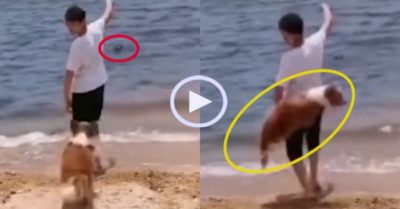 Video: Chú chó đanh đá tung cước cậu chủ vì bắt bơi nhặt dép