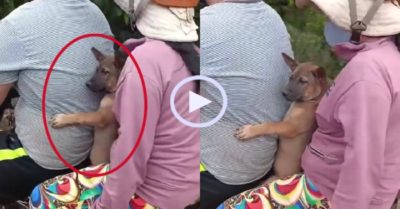 Video: Chó cưng ngồi xe máy vi vu cùng gia chủ