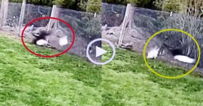 Video: Ngỗng tấn công đại bàng để bảo vệ gà