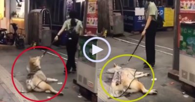 Video: Chú chó giả vờ ngất xỉu khi đi ngang quầy xúc xích