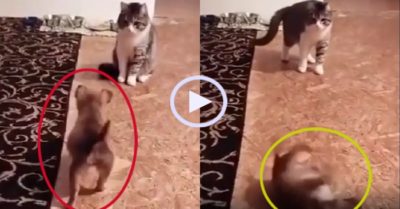 Video: Chú cún con ăn vạ ‘trắng trợn’ dù mèo chưa động đến