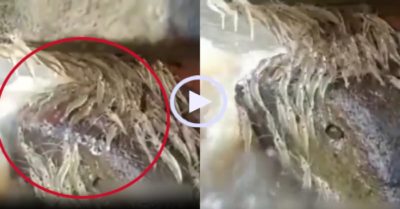 Video: Đàn tôm trèo lên vách đá tránh nước chảy xiết