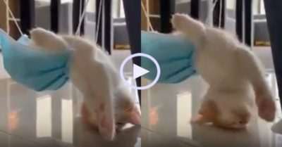 Video: Mèo con ngủ ngon lành trên chiếc võng khẩu trang