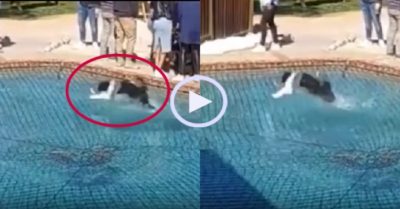 Video: Chú chó dùng ‘khinh công’ lướt trên mặt hồ