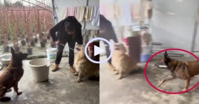 Video: Chú chó ‘thêm dầu vào lửa’ khi chủ phạt bạn