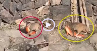Video: Mèo khệ nệ tha cá to về nhà
