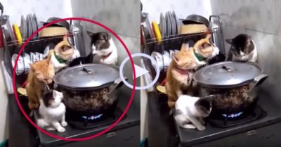 Video: Cả gia đình nhà mèo tụ tập canh nồi cá