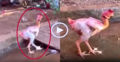 Video: Gà trụi lông đi lững thững đi bộ khiến dân mạng ‘dậy sóng’