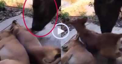 Video: Chú chó chạy như bay khi trâu âu yếm