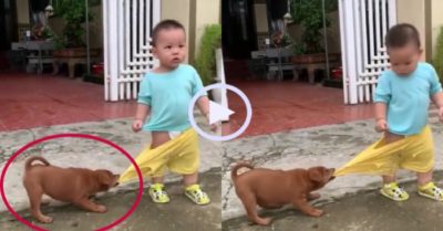 Video: Cậu bé bất lực khi bị cún ‘cướp’ quần
