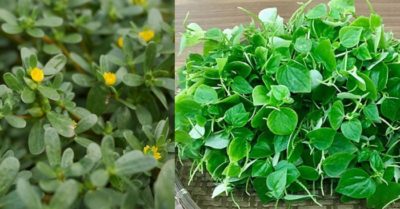 3 loại rau mọc dại có nhiều vào mùa hè giàu dinh dưỡng tốt cho sức khỏe