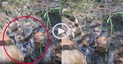 Video: Đàn cá rô ‘họp mặt’ sau mưa lớn