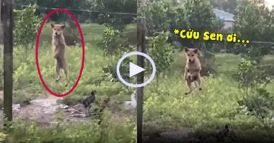 Video: Cún con trèo rào bị cô chủ bắt quả tang