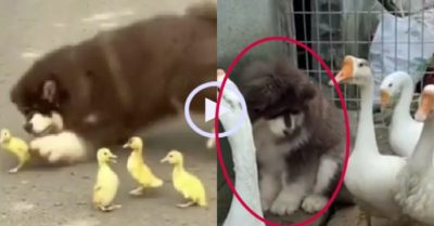 Video: Đàn ngỗng trừng trị chó vì bắt nạt vịt con