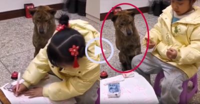 Video: Chú chó thông minh ‘dạy’ cô chủ làm toán