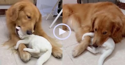 Video: Mèo con quấn quýt gâu đần như hình với bóng