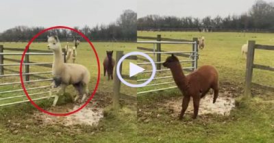 Video: Lạc đà Alpaca trổ tài nhảy qua vũng bùn
