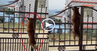 Video: Chó cưng leo cổng chuyên nghiệp