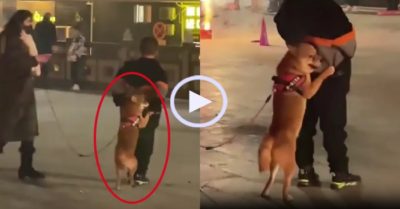 Video: Chó cưng nép sau cậu chủ vì sợ tiếng pháo nổ