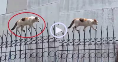 Video: Mèo catwalk trên hàng rào gai nhọn