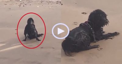 Video: ‘Quái vật biển’ gây sốt mạng xã hội