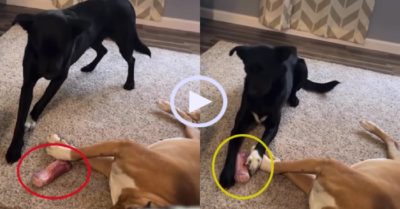 Video: Chú chó mực tranh thủ trộm đồ ăn lúc bạn ngủ
