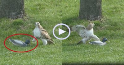 Video: Đại bàng bối rối vì bị vịt ngó lơ