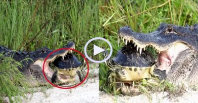 Video: Cá sấu ngậm rùa trong miệng quyết không buông tha