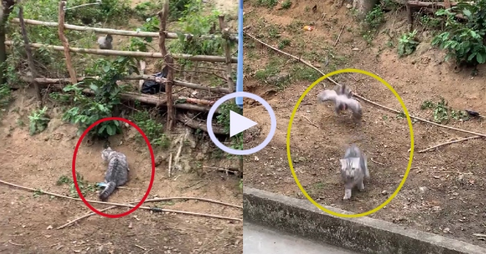 Video: Chú mèo chạy như bay vì bị gà phản công
